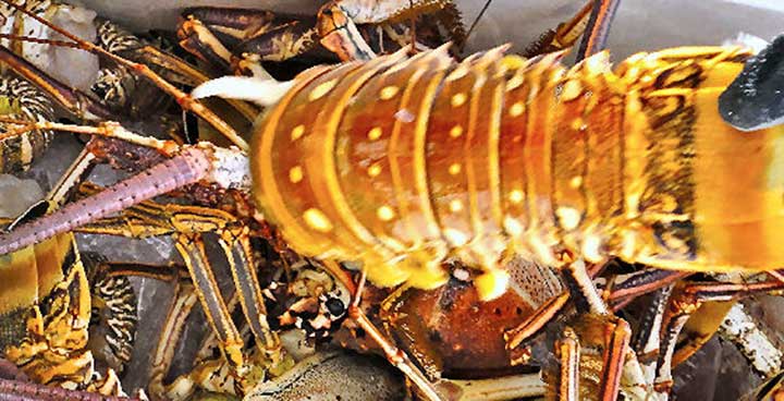 Florida Keys Spiny Lobster