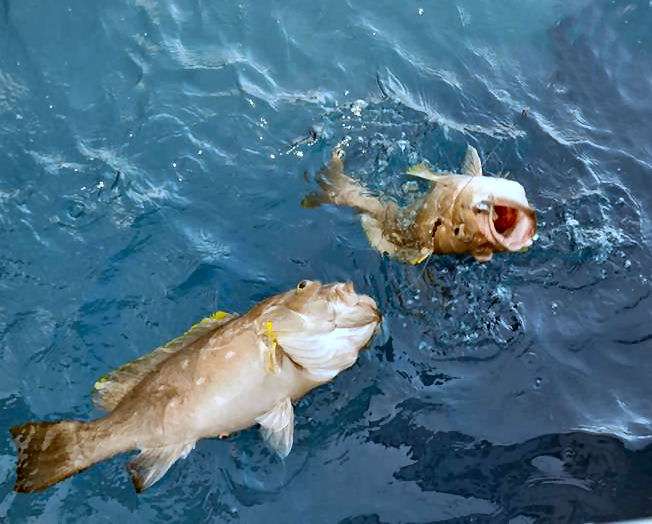 Snowy Grouper Deep Drop South Florida Deep Drop Fishing Spots