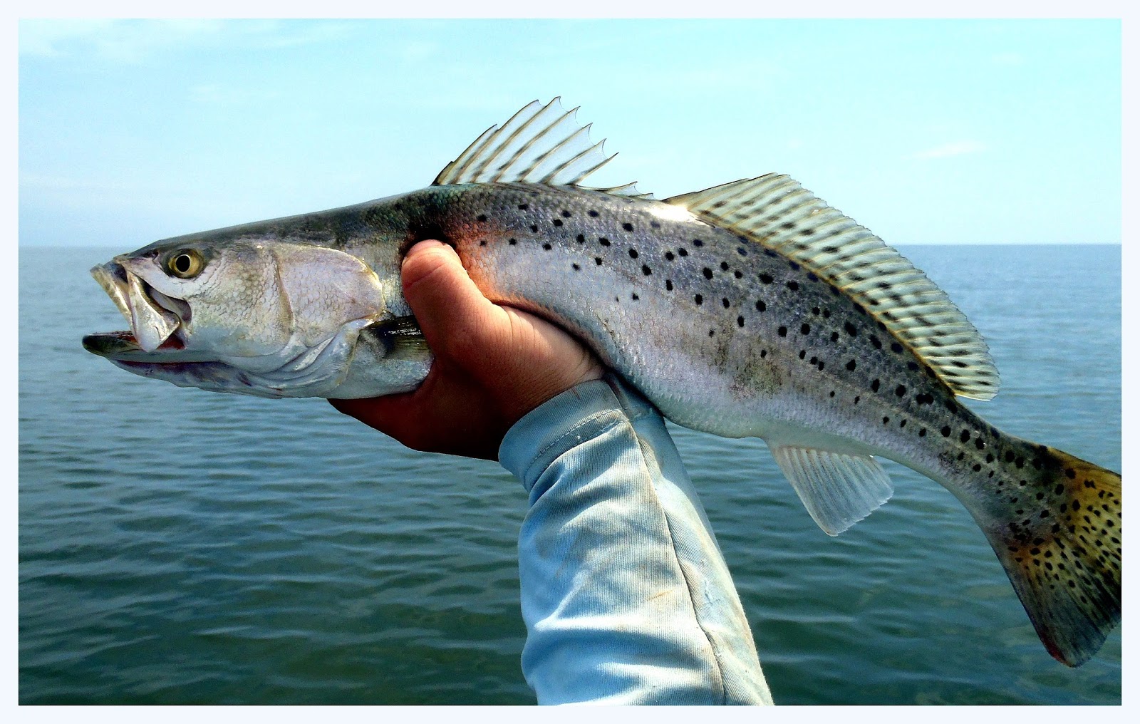 Pensacola Bay Fishing Spots For Gps Inshore Fishing Spots In