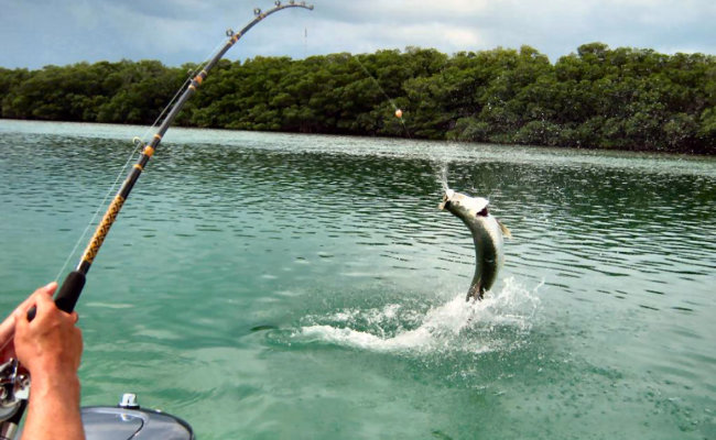 Marco Island Florida Tarpon and Snook Fishing locations