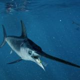 SE Florida Swordfish Fishing Spots