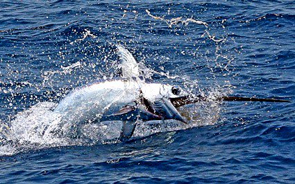 Florida Swordfish Fishing Spots