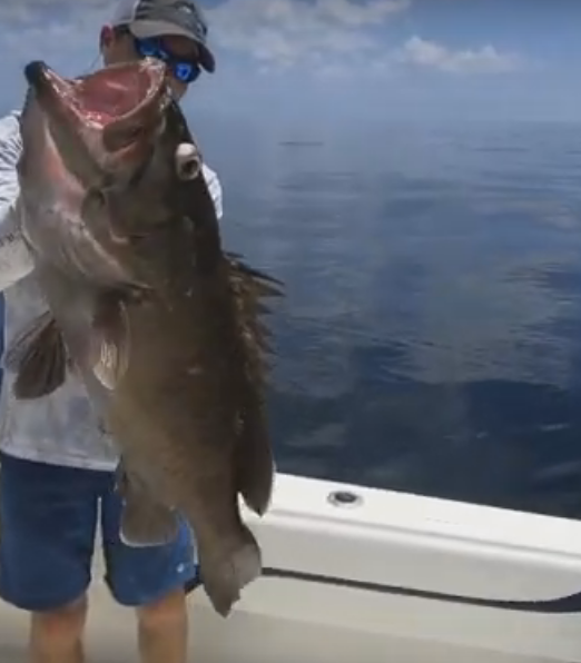 Snowy Grouper at Pulley Ridge