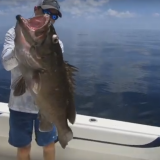 Snowy Grouper at Pulley Ridge