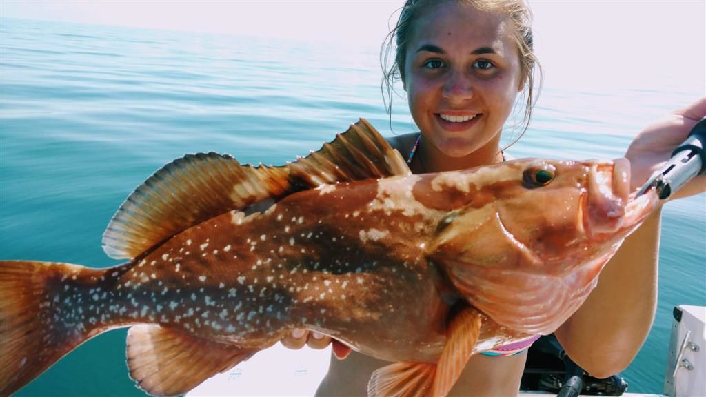 florida grouper fish